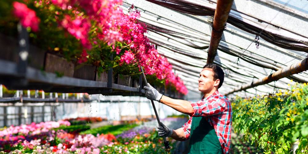 Vente de plantes Roquefort