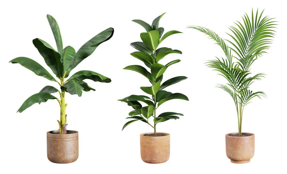 Collection de plantes en pot