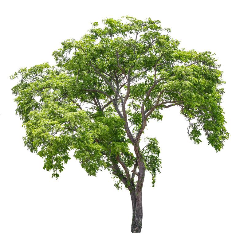 Arbre