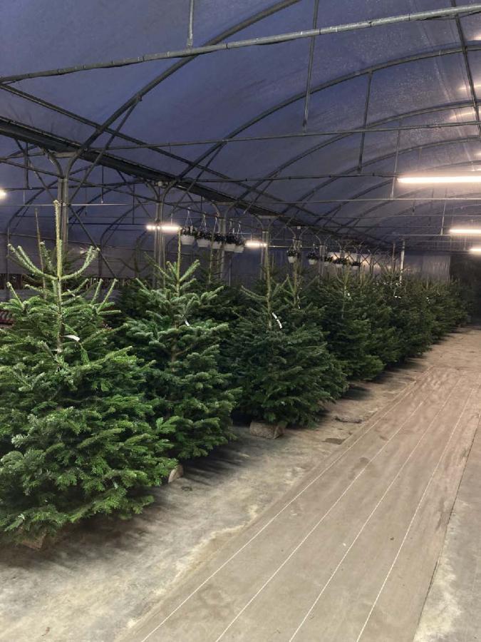 Sapins de Noël