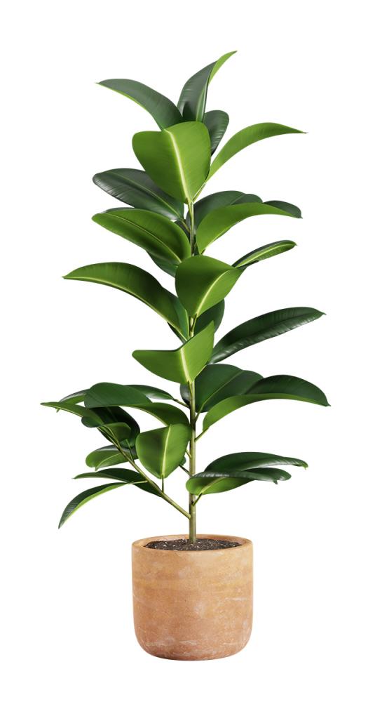 Plante en pot