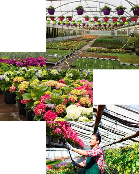 Plantes et fleurs de la pépinière du pont canal
